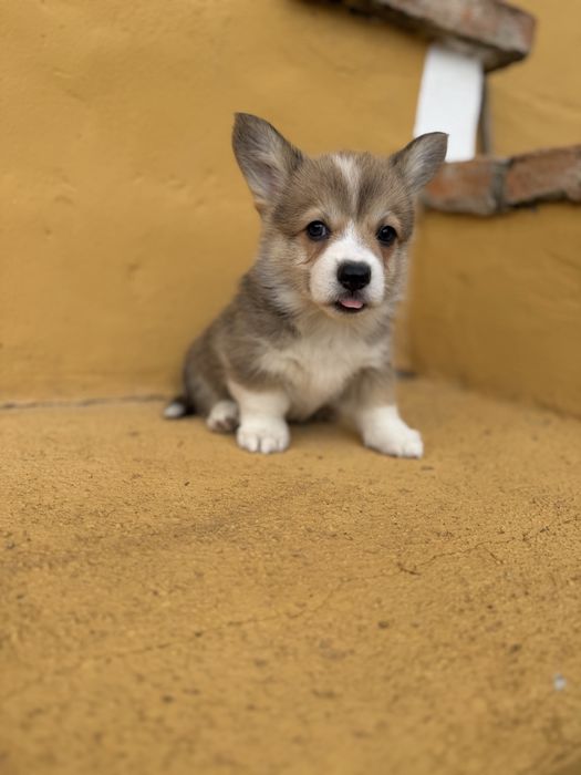 Corgi pembroke maravilha