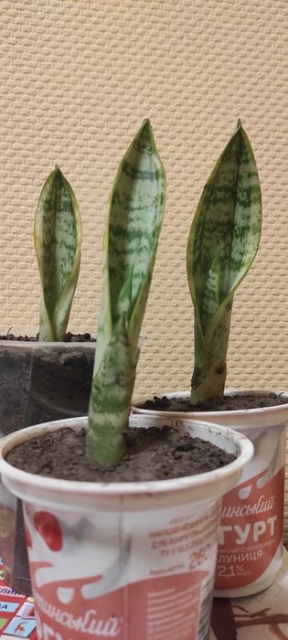 Маранта, опунція, сансевієрія, еуфорбія, фікус, хатіора, кактус