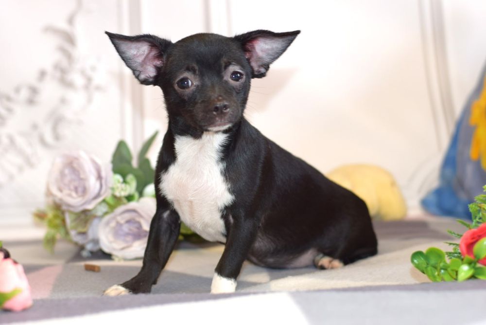 Нежная девочка чихуахуа