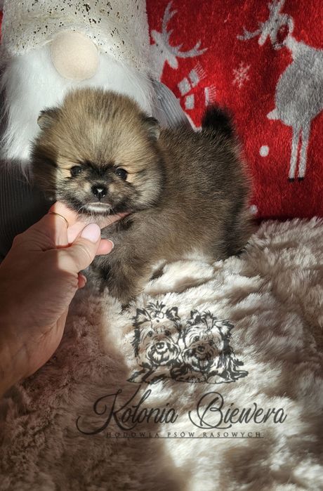 Szpic Miniaturowy/ Pomeranian sunia PASZPORT!!