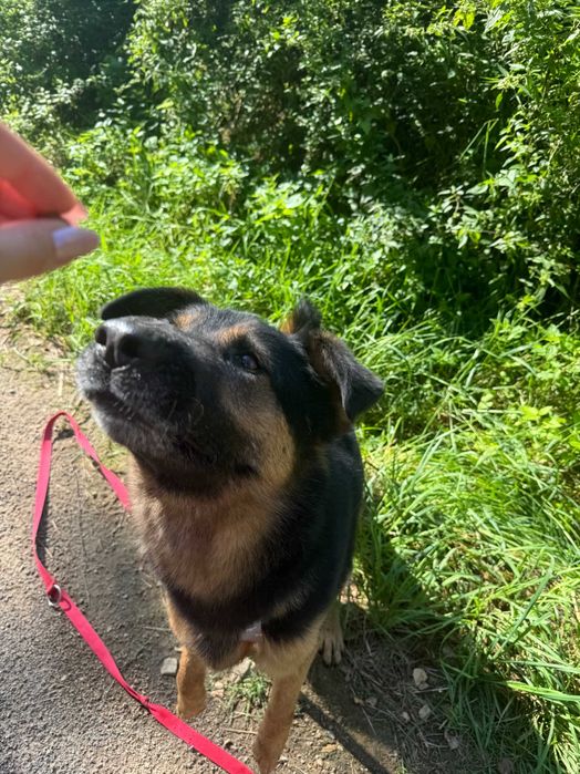 Benzo cudny psiak do adopcji