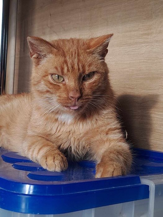 Danny potrzebuje domu tymczasowego