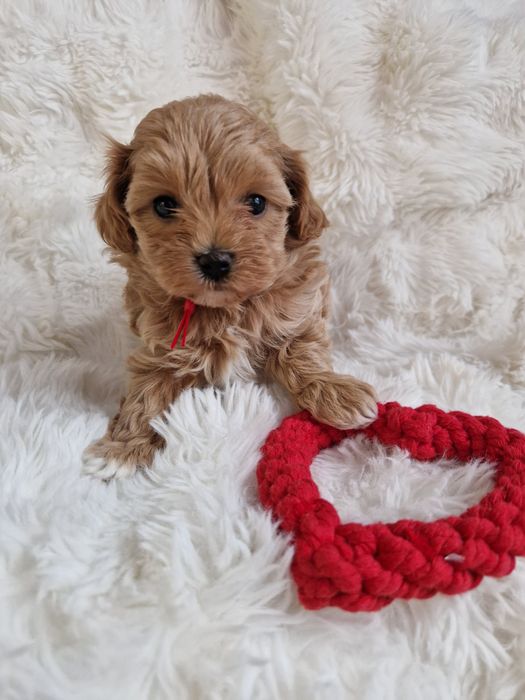 Maltipoo F1 maltańczyk, pudel toy suczka czerwona  obroża