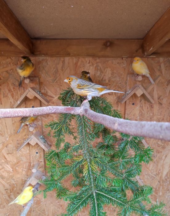 Kanarki samce z woliery zewnętrznej