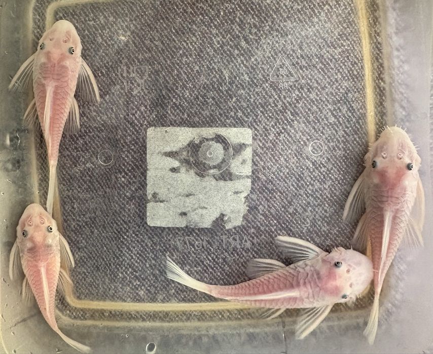 Parka ancistrus snow white 5-8 cm