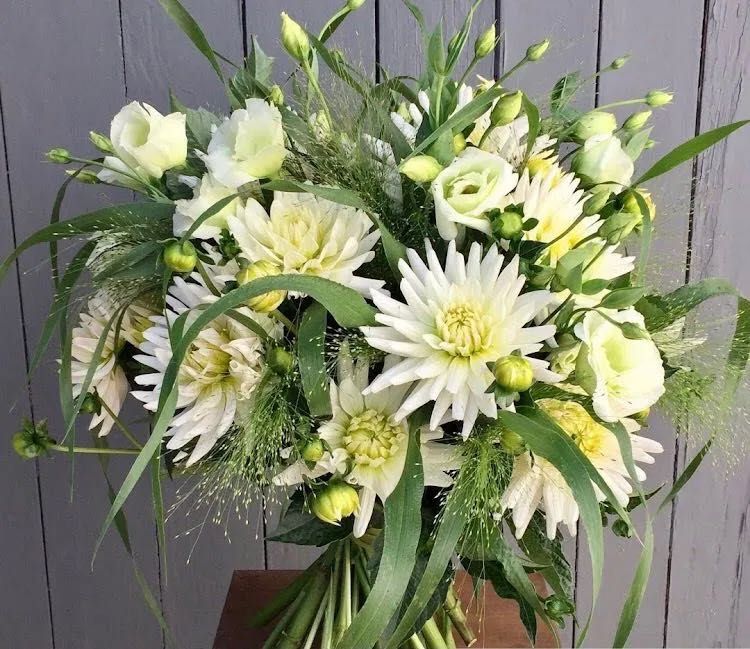 Dalie białe korzenie bulwy