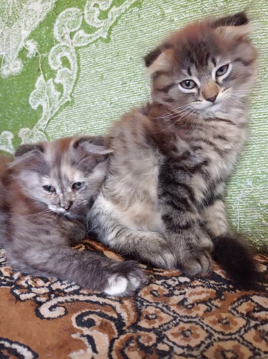 Віддам кошенят в дбайливі руки!