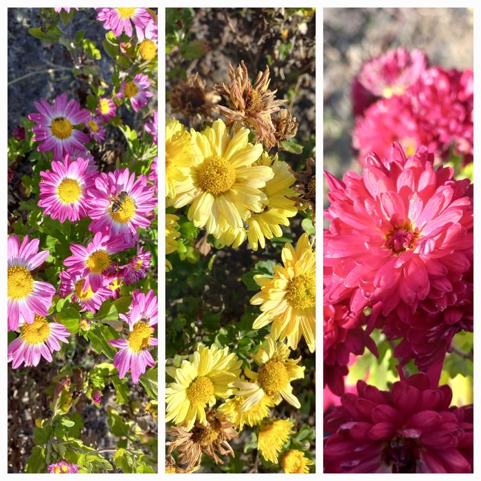 Ірис бордюрний карликовий жовтий