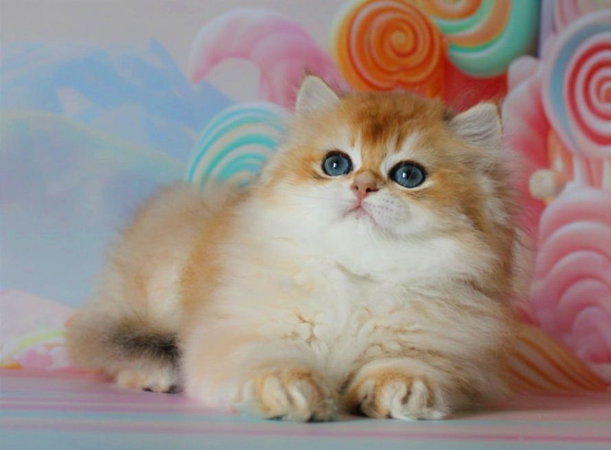 Це дитя мрія кожного, подаруйте собі щастя!