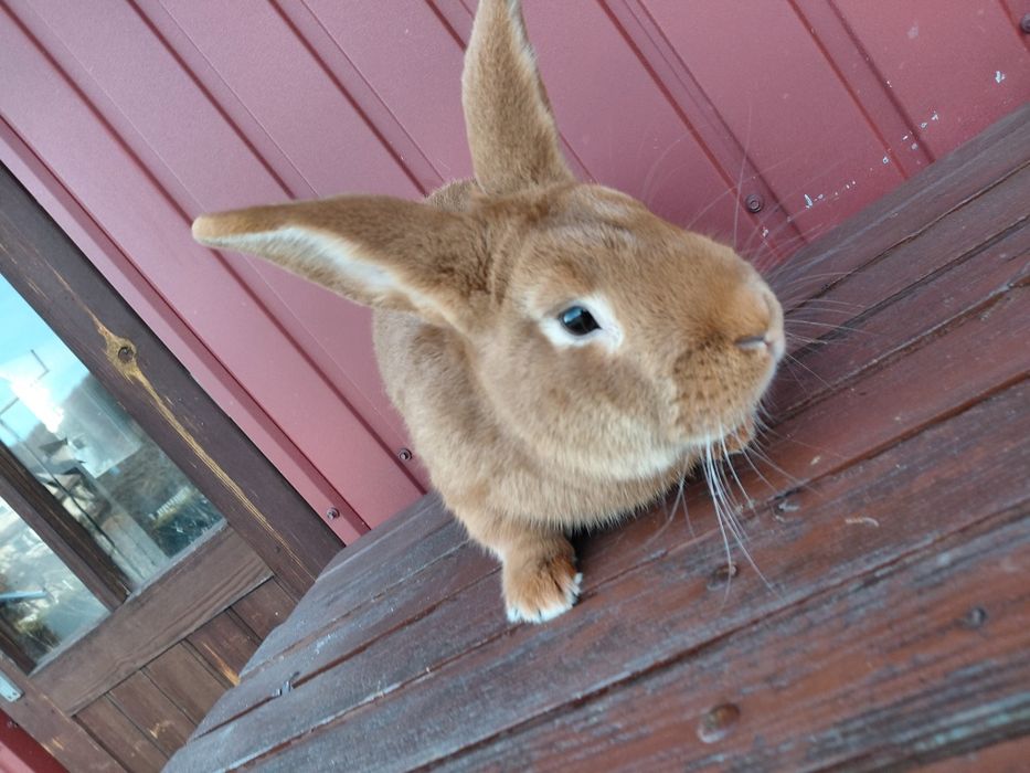 Królik Burgundzki - Samiec