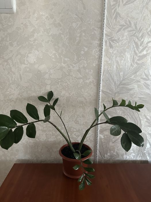 Продам вазон заміокулькас.