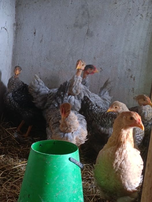 Frangas caseiras para venda