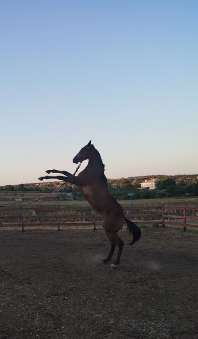Жеребчик англійської верхової породи
