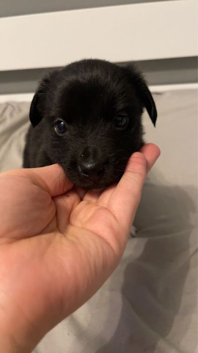 Oddam za darmo szczeniaki