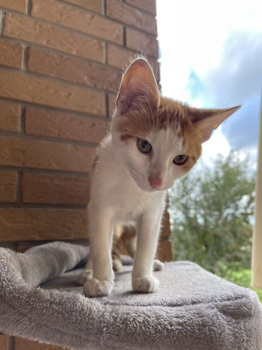 Oddam kotki 1 samiec ten rudy 1 samica oswojone nie boja sie ludzi