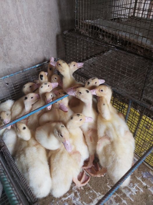 Венгерський мулард 3,5 тиж,підрощений