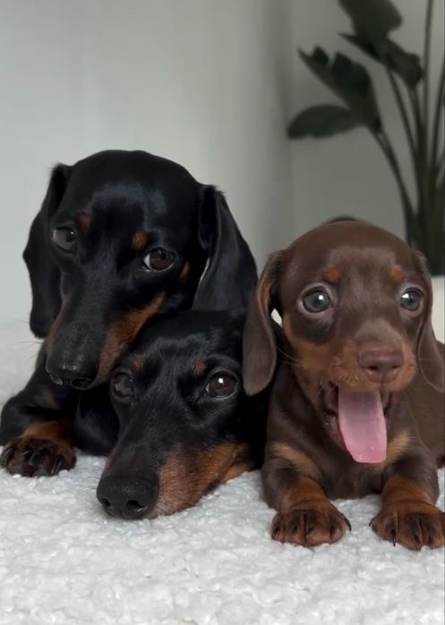 Такса щенки шоколадки