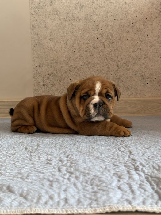 Buldog angielski szczenię