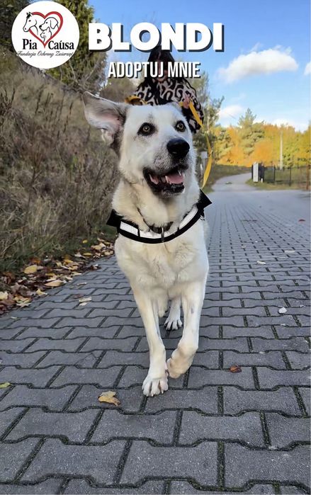 Kochana sunia Blondii szuka domku