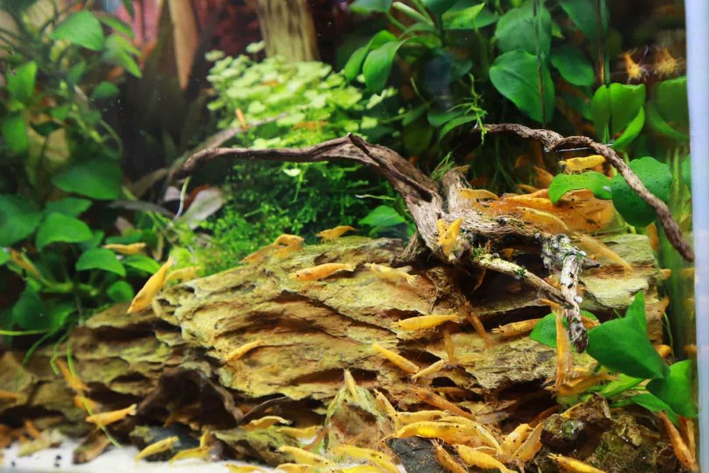 Krewetki Neocaridina YELLOW/ŻÓŁTA