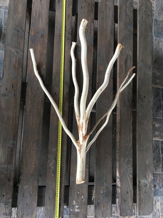Коріння та гілки для декорування і виробів