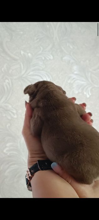 Дівчинка Роджо tan Ізабелла Нью шейд