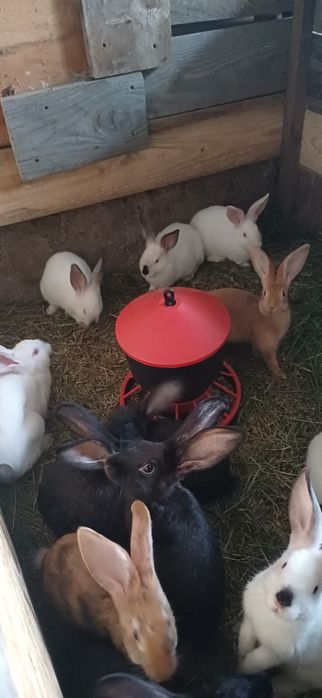 Sprzedam króliki