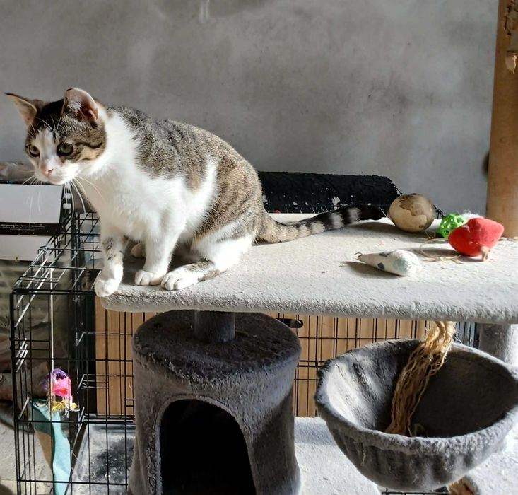 Larry młody kocurek do adopcji