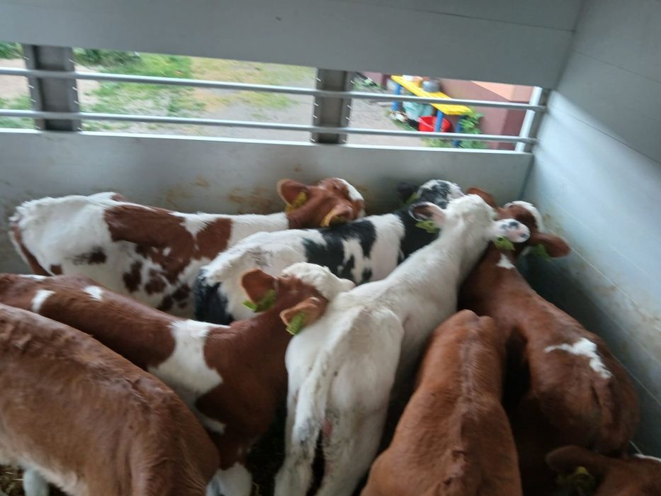 Byczki Dobra genetyka krzyżówki ras Mięsnych