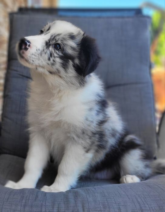 Border Collie Blue-Merle Śliczny Szczeniak