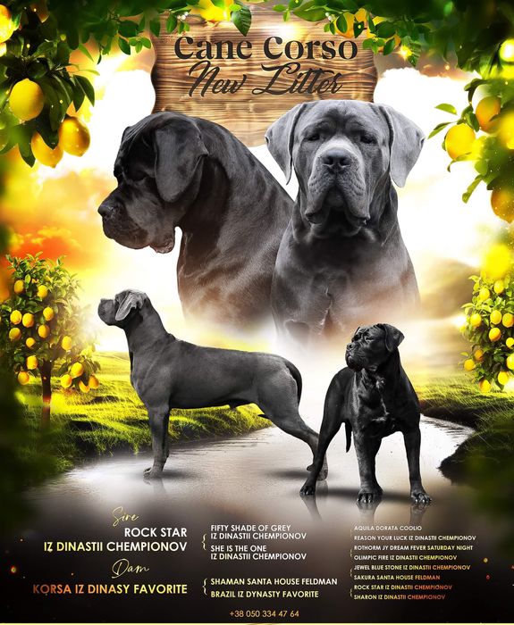 Цуценята кане корсо