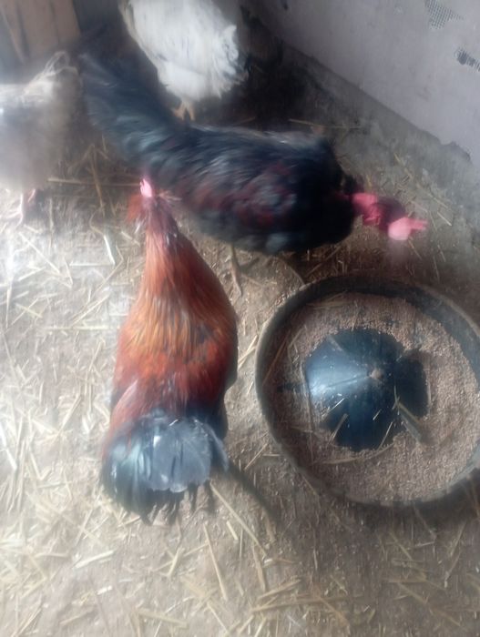 Koguty młode z lata różne gatunki