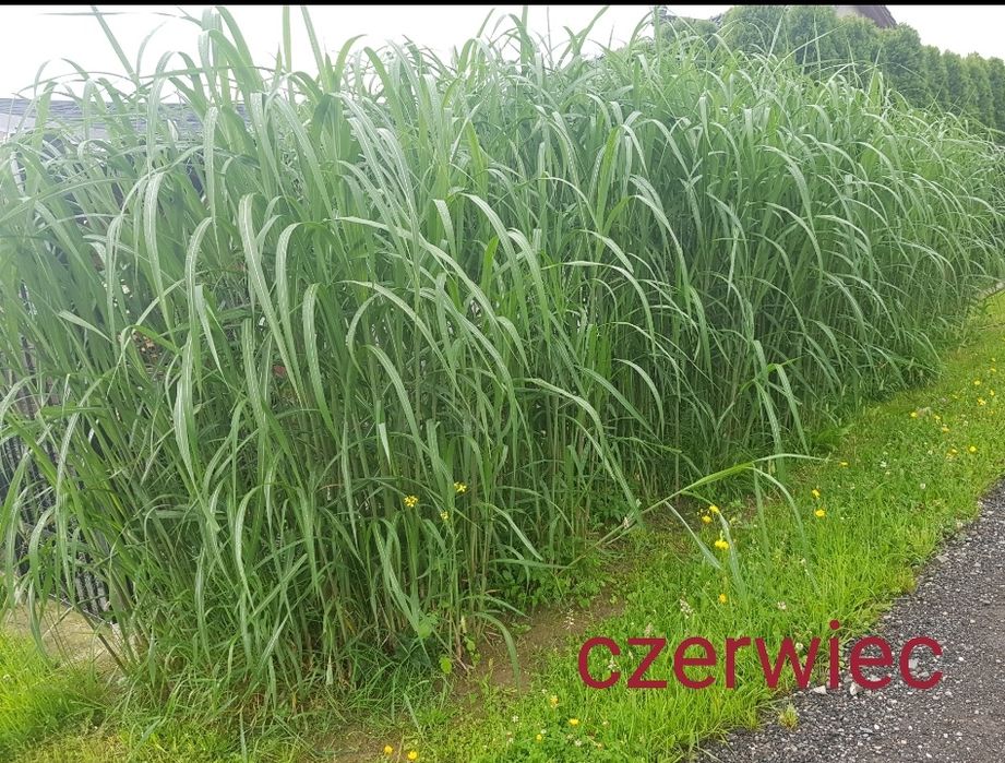 Bambus trawa MISKANT olbrzymi  duze sadzonki