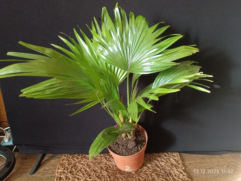 Пальма Лівістона