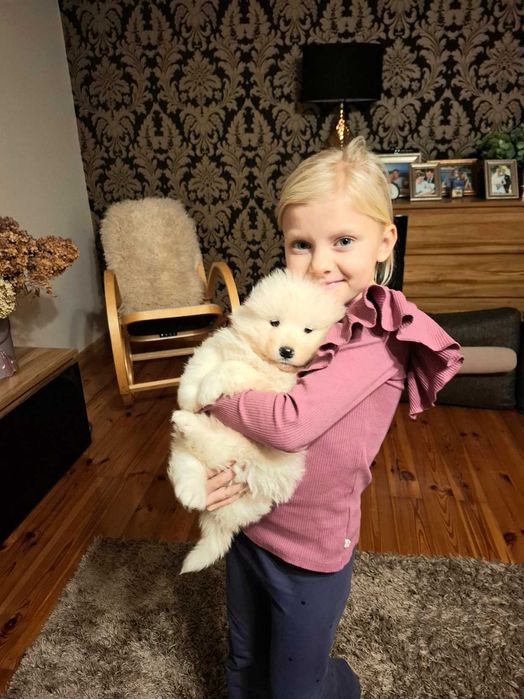 Piękny piesek rasy Samoyed