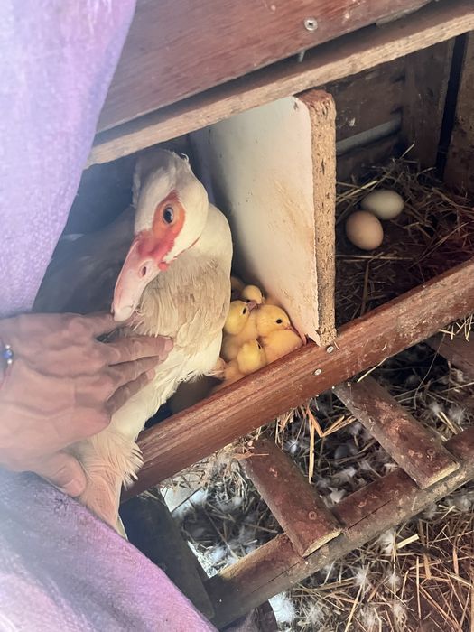 Patos mudos, Patinhos, Galinhas e Ovos caseiros