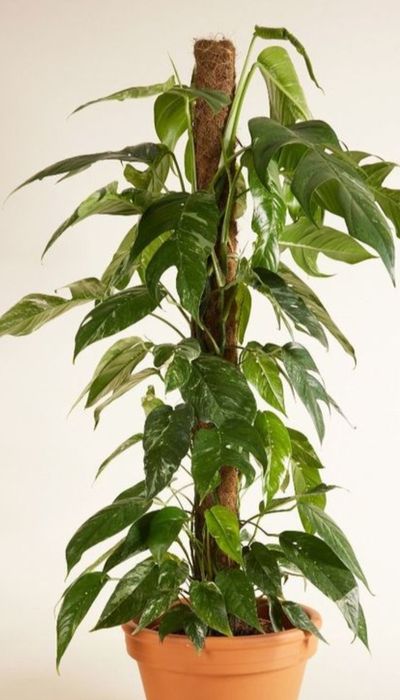 Епіпремнум пінатум варієгатний/монстера Undetermined.