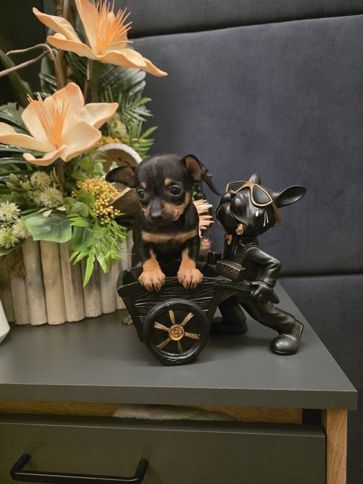 Pinczerek miniaturowy ratlerek sarenka z legowiskiem I wyprawką
