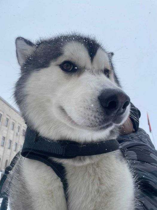 Вязка Маламут красавчик