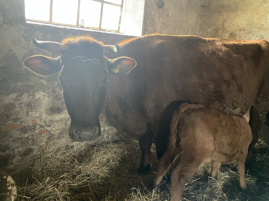 Krowa górska polska czerwona sprzedam tanio