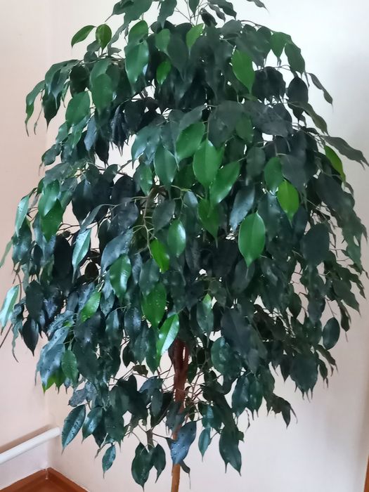 Фікус Бенжаміна (Даніелла)