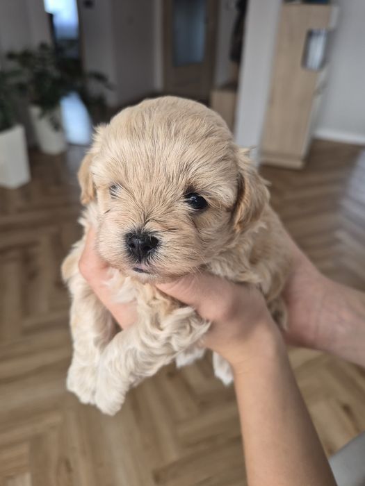 Maltipoo  piesek