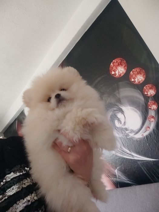 Pomeranian typ misia piesek