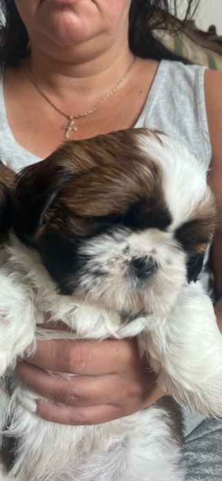 SHIH-TZU Pieski z Rodowodem