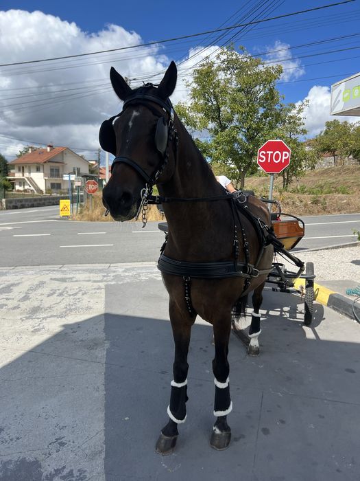 Vendo dois cavalos