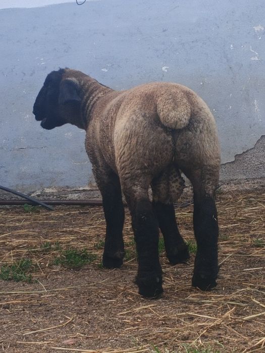 Vendo borrego de raça Suffolk Ingles puro filho de pais com certificado