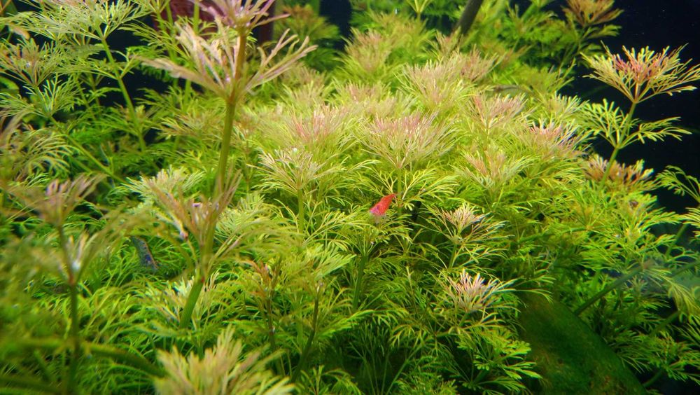 Krewetki neocardina  do akwarium
