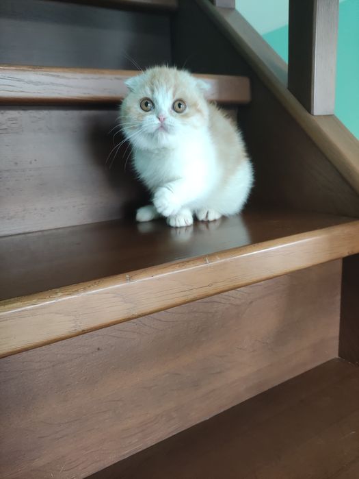 Очаровательная шотландская куколка! ПРИВИТА! Одесса!