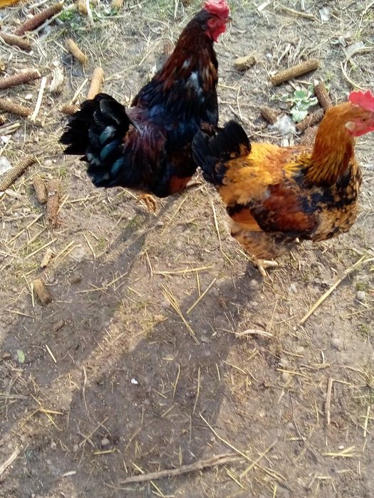 Продаються півні