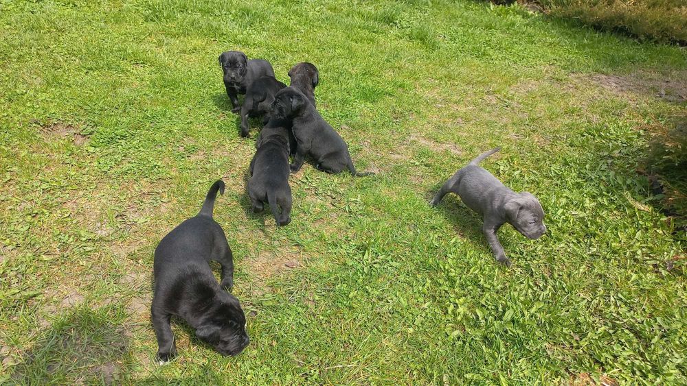 Цуцики Кане Корсо